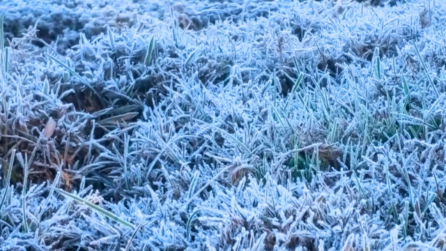 මල් තුහින