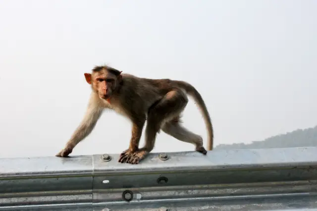 પ્રતીકાત્મક તસવીર