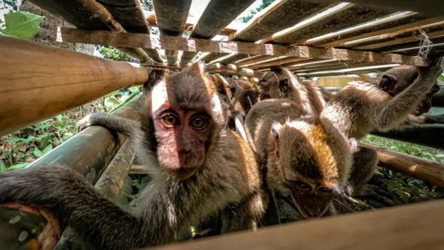 Monyet ekor panjang akan dijadikan hewan uji toksisitas.