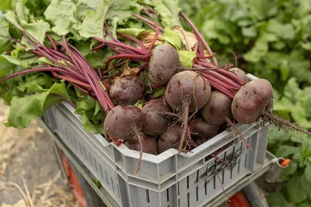 Caixote de beterrabas com folhas no campo