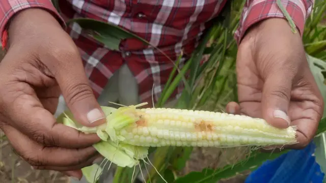 மக்கா சோளம் சாகுபடி பூச்சி தாக்குதல் விவசாயம்