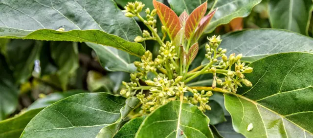 ફૂલોનું જીવન, છોડવાનું જીવન, છોડવાની સેક્સ લાઇફ, પ્રકૃતિ, બીબીસી ગુજરાતી