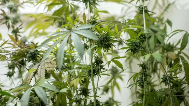 Rami seringkali diasosiasikan sama dengan ganja atau mariyuana.