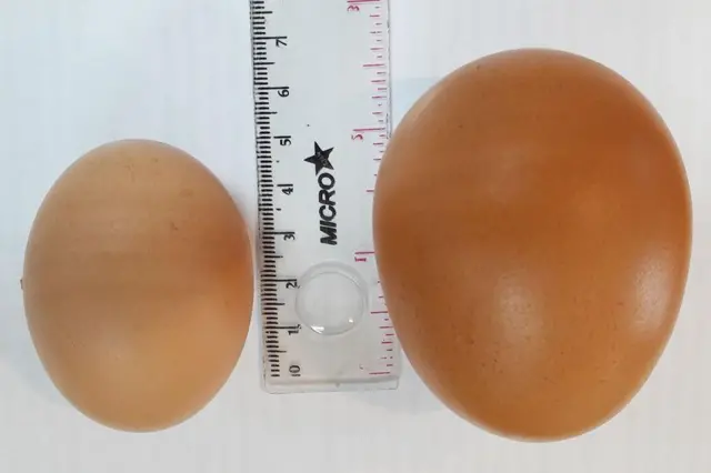 Kiri adalah telur tanpa pakan maggot, kanan adalah telur dengan pakan maggot. 85 butir telur ini jika dijual bisa bernilai sekitar Rp2,5 juta, berdasarkan harga rata-rata telur per kilogram menurut Pusat Informasi Harga Pangan Strategis Nasional pada 8 Oktober 2024)