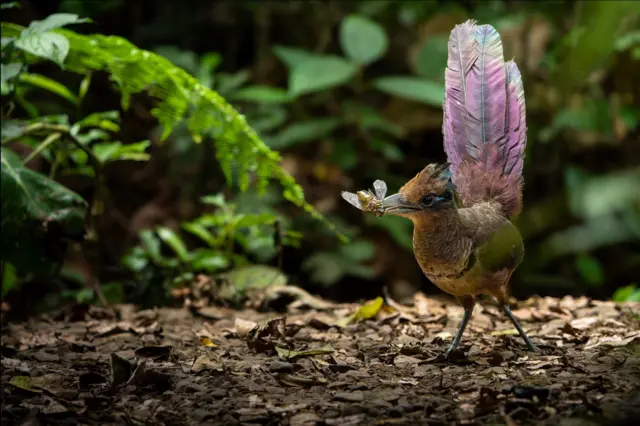 Um pássaro está em pé no chão da floresta, segurando um grande inseto no bico. Sua cauda está erguida, exibindo camadas de penas, enquanto a folhagem verde emoldura a cena.