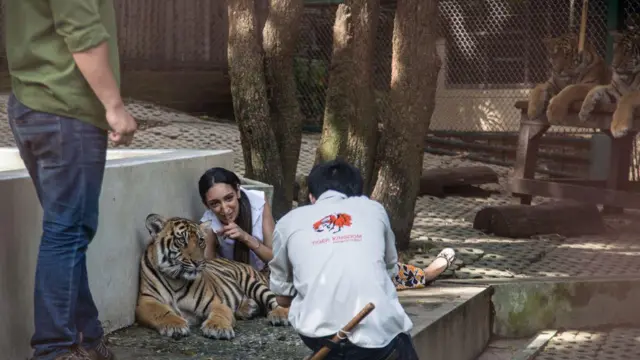 టైగర్ కింగ్డమ్, థాయ్లాండ్