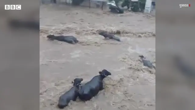 बाढ़ में बहती भैंसें 