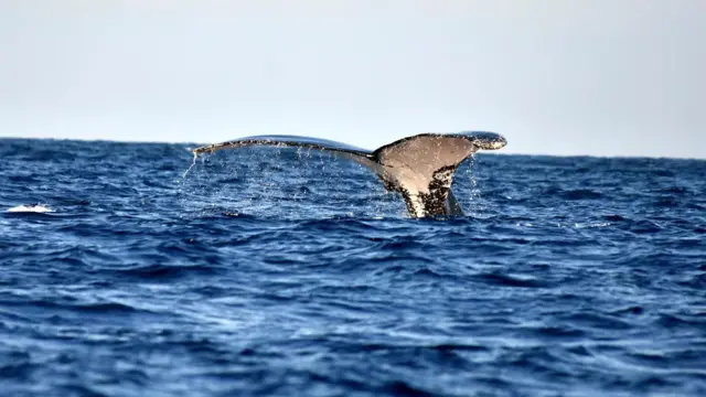 Өркөчтүү кит Занзибардын жээгинде 2022-жылы сүрөткө тартылды