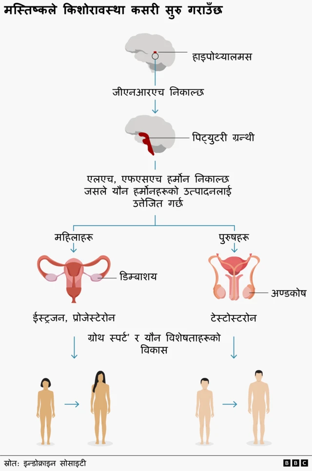 मस्तिष्कले किशोरावस्था कसरी सुरु गराउँछ भन्ने देखाउने चित्र