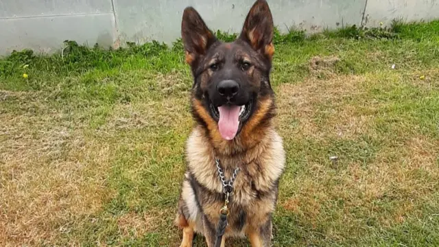 Robert huuza mbwa aina ya German Shepherds kama mbwa wa ulinzi wa kibinafsi 