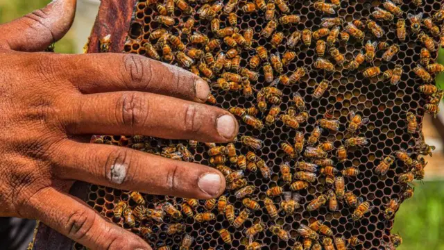 தேனீக்கள் கொட்டினால் என்ன செய்ய வேண்டும்?