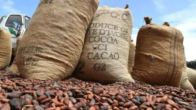 Des graines de cacao mises en sac