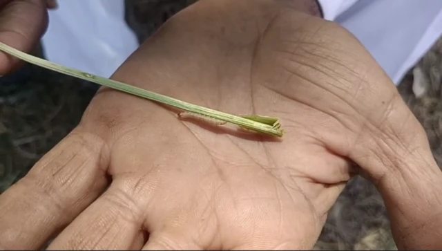 અમરેલીમાં ઘઉંના પાકમાં પડી ઇયળ