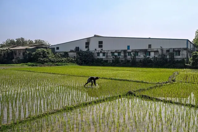 নরসিংদীতে একটি ব্যাটারি পুনর্ব্যবহার কারখানার পাশে ধানক্ষেতে কাজ করা একজন কৃষক