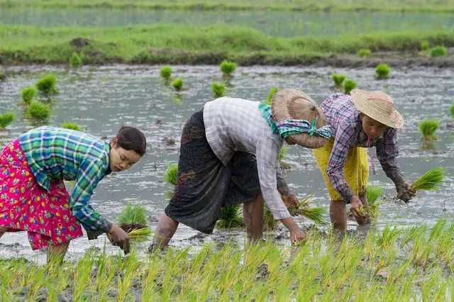 စပါးစိုက်ရာသီမှာ လယ်ကွင်းထဲ ပျိုးပင်ချနေတဲ့ လယ်စိုက်သမားတွေ