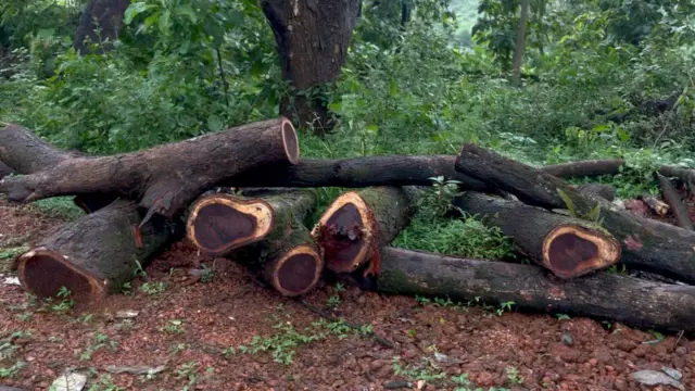 सांगोड मधल्या भागात जवळपास 2500 झाडं तोडली गेली होती.