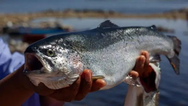 Балык чарбалары 