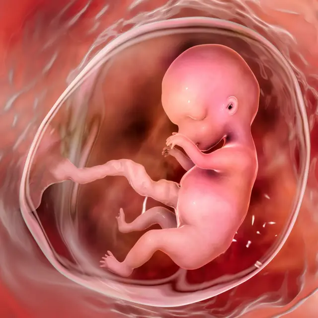 மருத்துவமனைகளில் இருந்து சேகரிக்கப்பட்ட மனித நஞ்சுக்கொடி