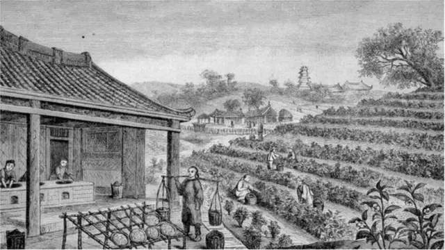 चहाची रोपं 