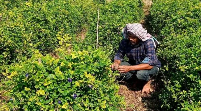 ਪੁਸ਼ਪਲ ਬਿਸਵਾਸ