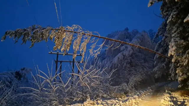 Дрво пало на електричне каблове