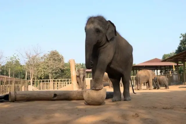 அனந்த் அம்பானியின் வந்தாரா உயிரியல், யானை பூங்கா,