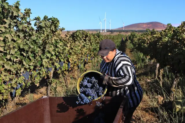 Uma mulher árabe israelense colhe uvas nos vinhedos das Colinas de Golã