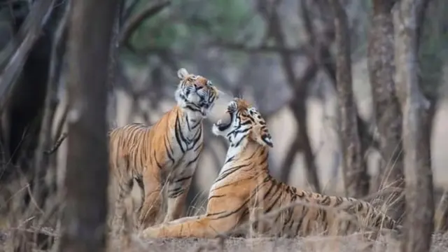 प्रातिनिधीक छायाचित्र
