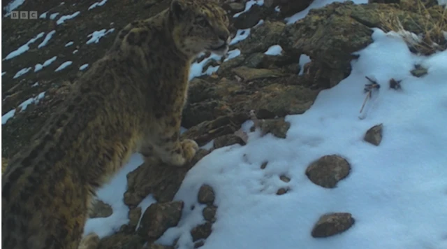 Зафіксований на фотопастку сніговий барс