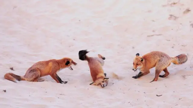 నికాన్ వైల్డ్ లైఫ్ అవార్డ్స్