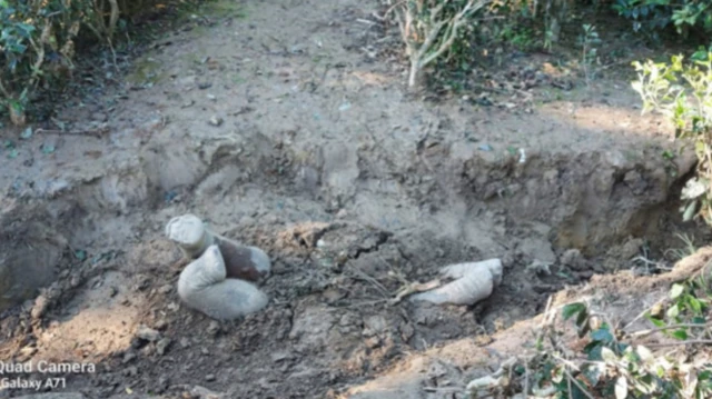 આફ્રિકન હાથીઓની માફક એશિયન હાથીઓ પણ દફનસ્થળે ફરી આવતા નથી