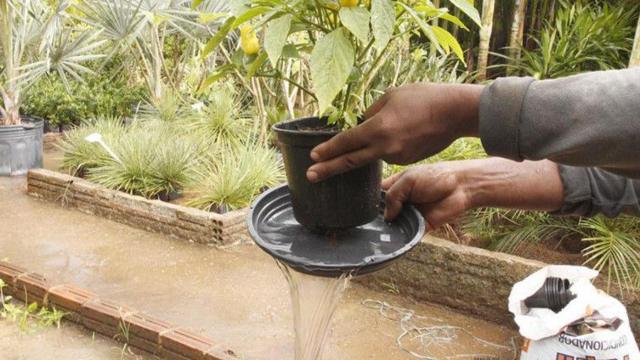 Pessoa esvaziando a água de um prato de vaso de plantas