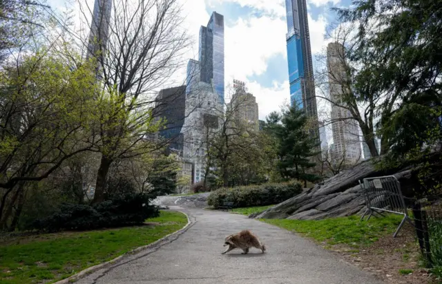 Un mapache cruza un camino pavimentado que cruza el parque central de Nueva York.