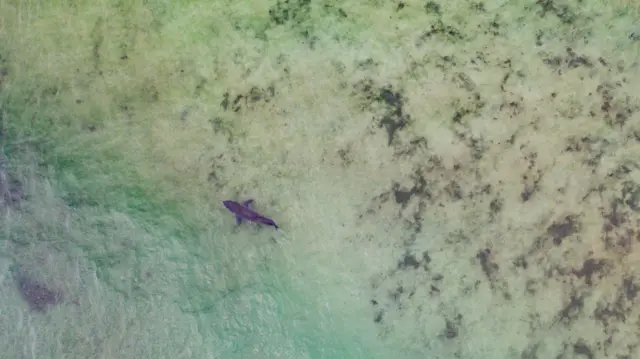 无人机拍摄到浅碧绿海水中一只大鲨鱼。