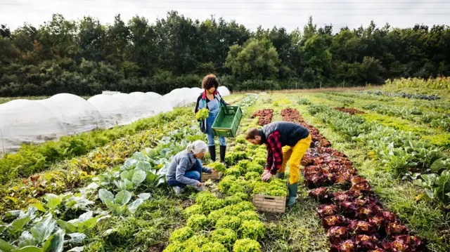 Pessoas plantando em uma fazenda orgânica