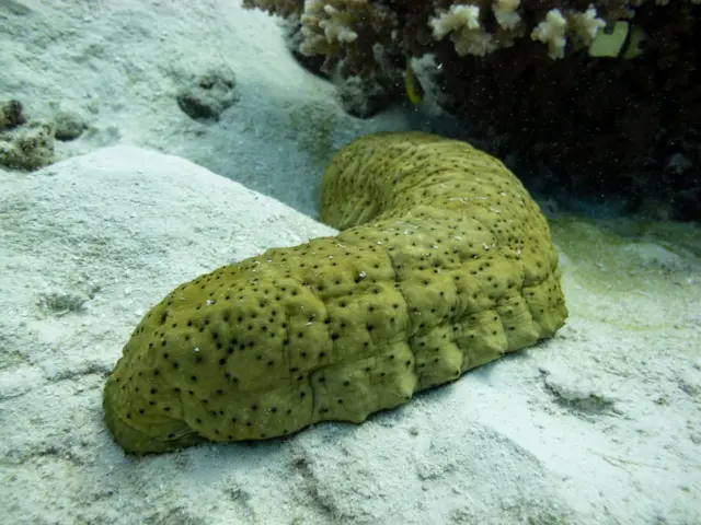 సీ కుకుంబర్