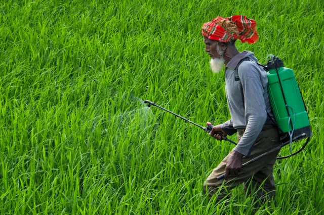 একজন ফসলের ক্ষেতে সার দিচ্ছেন 

  