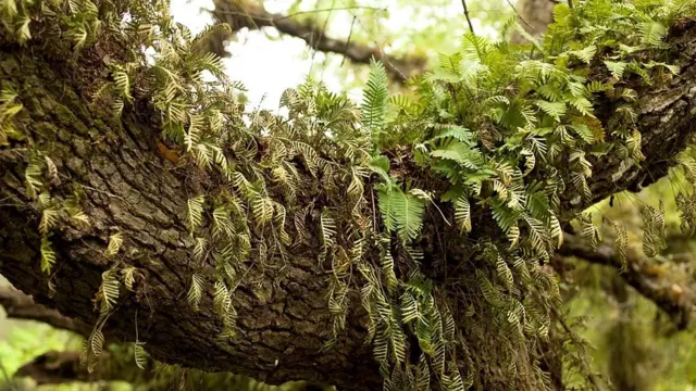 Samambaias de ressurreição. 