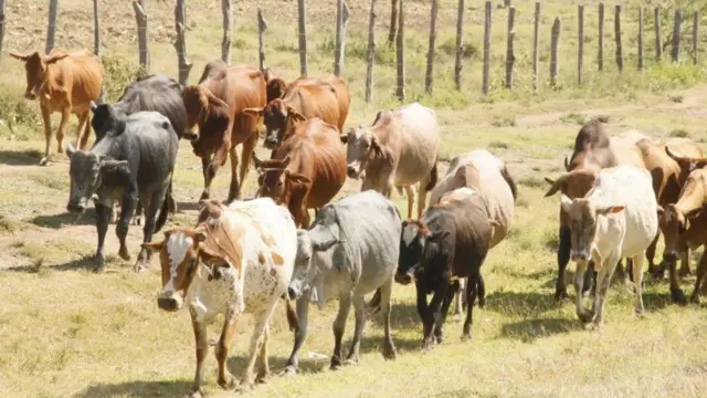 Ni asilimia 10 tu ya mifugo ndiyo imechanjwa kwa sasa na serikali inataka hii iongezwe hadi 85%.