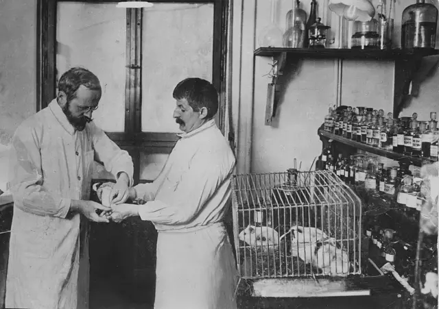 புதிய சீரத்தை, நோய்த்தொற்று கண்ட முயல்களில் செலுத்திச் சோதனை மேற்கொண்டனர். 