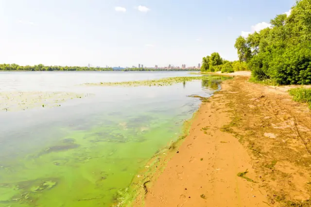 Вода цвіте