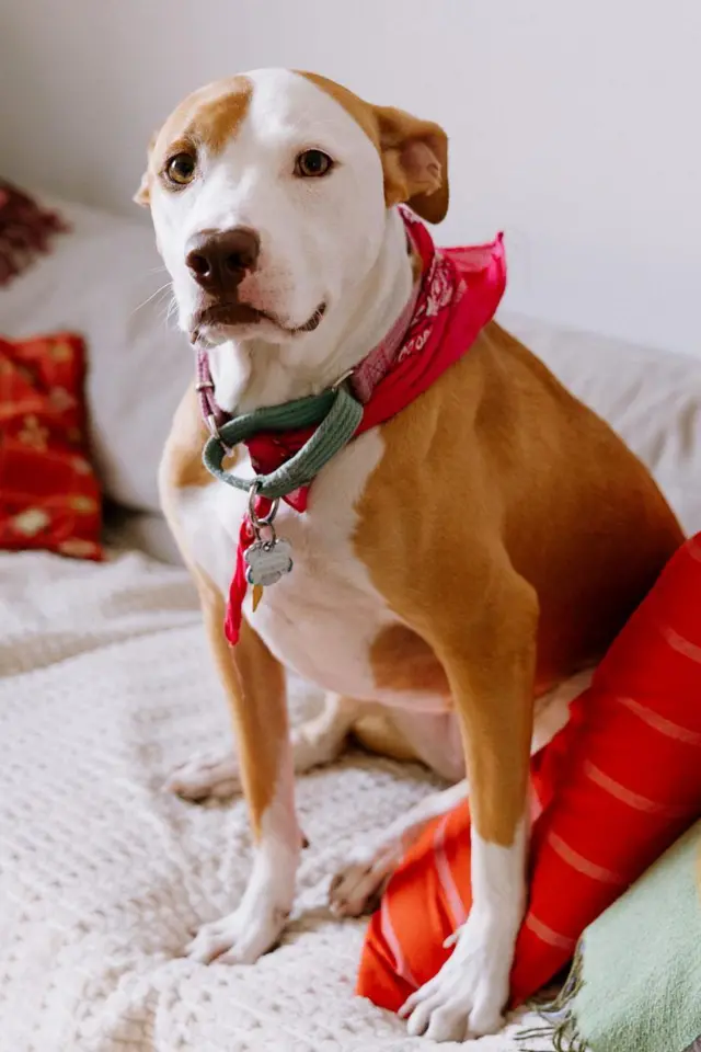 A cadela Margot, sentada e olhando para a câmera