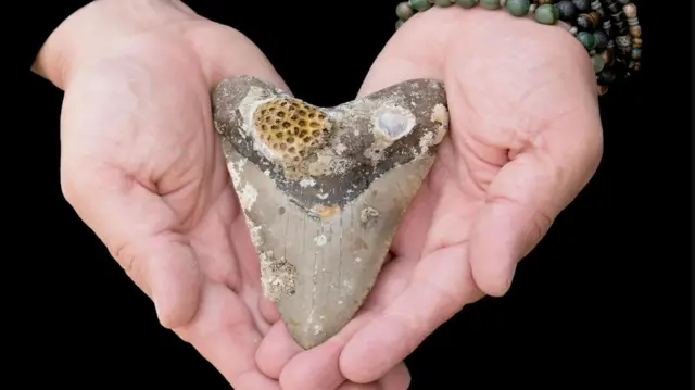 मेगालोडॉन शार्कचा दात 