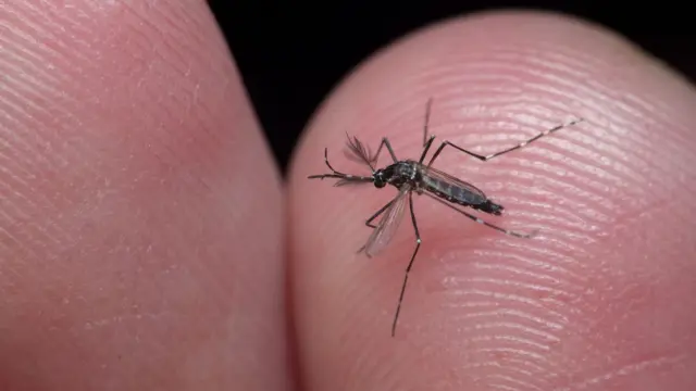 অন্যান্য মশার সাথে এডিস মশার বাহ্যিক গঠনে কিছু পার্থক্য রয়েছে