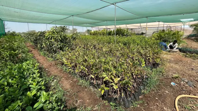 पोफळे दाम्पत्याची नर्सरी