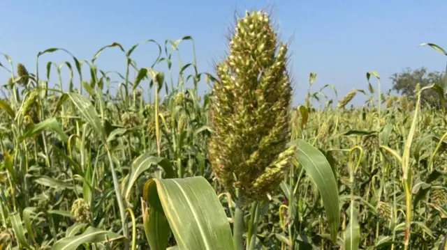 પોંકના ખેતરની તસવીર