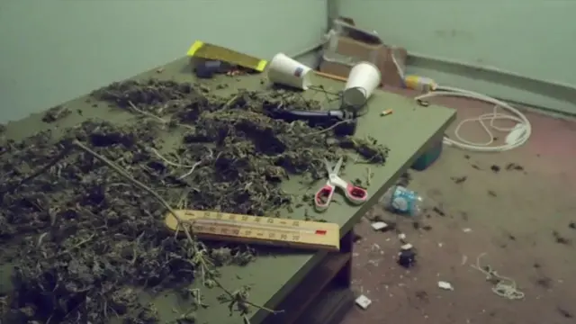 کاشت و پرورش ماریجوانا در خانهها و اماکن خالی از سکنه