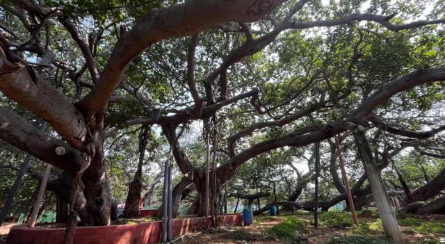 పిల్లలమర్రి