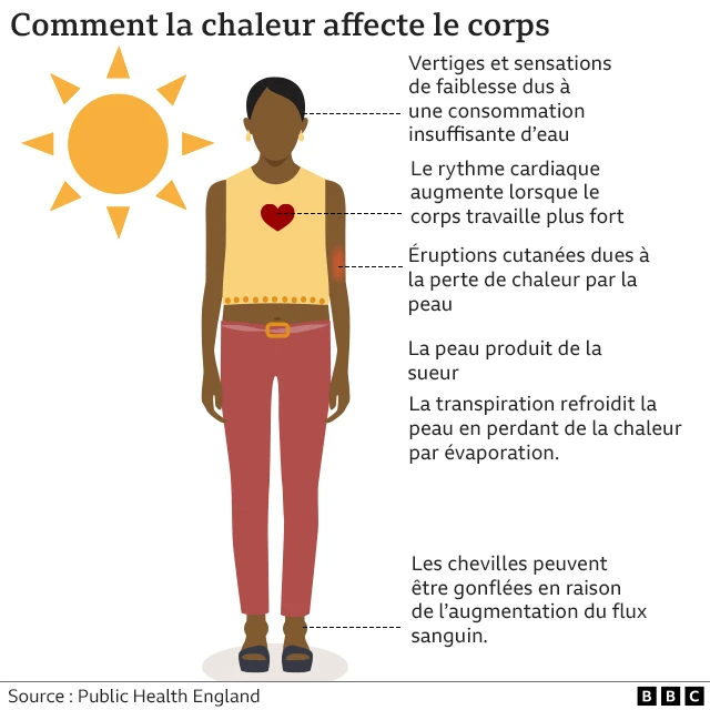 Un graphique montre les effets que la chaleur provoque sur le corps humain.