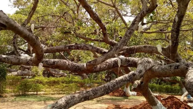 మర్రిచెట్టుకు సెలైన్ బాటిళ్లు